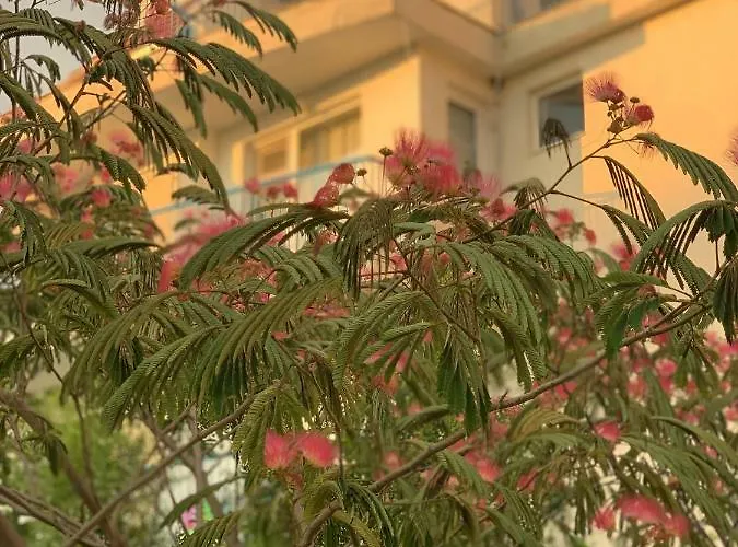 Πανσιόν Lilia